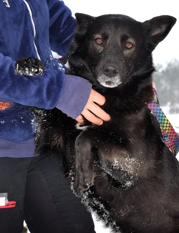 Znaleziono psa, Pieckowo, 30 grudnia 2025 (3/5)