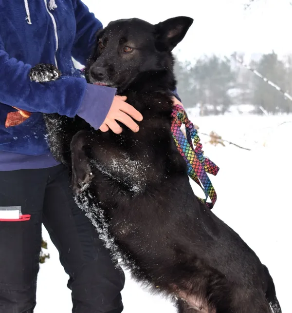 Znaleziono psa, Pieckowo, 30 grudnia 2025 (4/5)