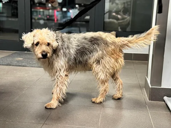 Znaleziono psa, Bydgoszcz, 30 grudnia 2025