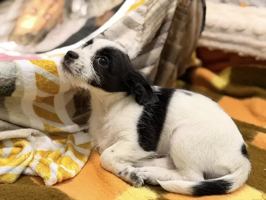 Pies do adopcji, Kraków, 28 grudnia 2025