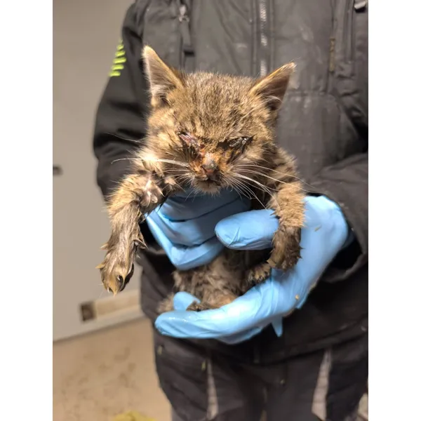 Znaleziono kota, Białystok, 23 grudnia 2025