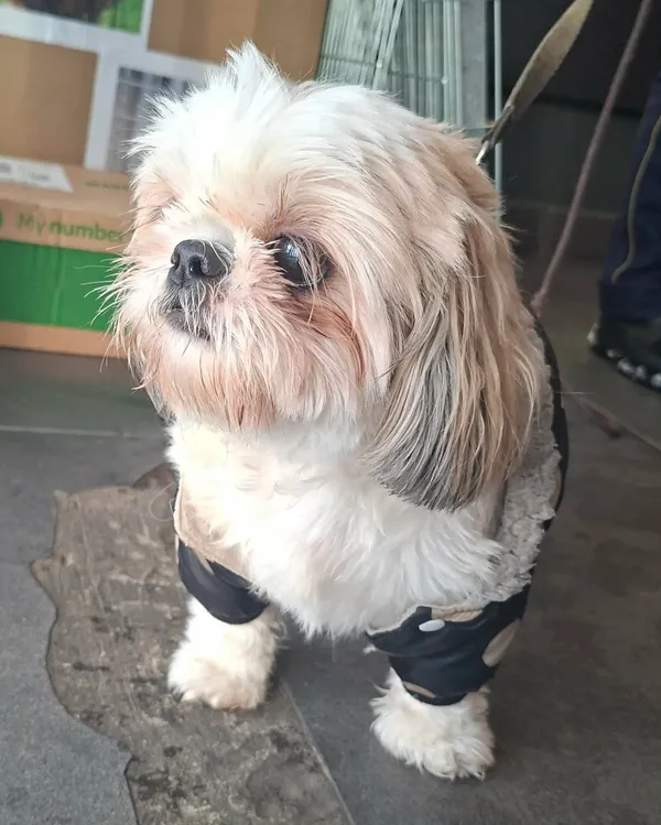 Znaleziono psa, Olsztyn, 31 grudnia 2025 (1/2)