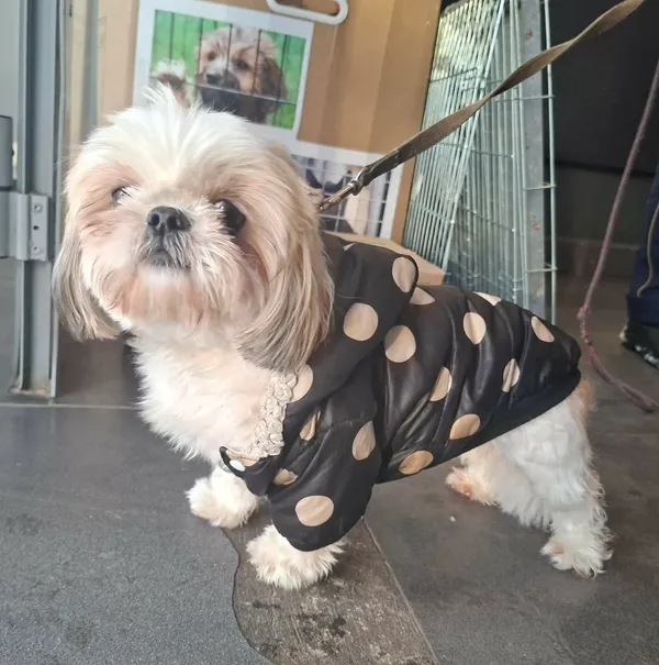 Znaleziono psa, Olsztyn, 31 grudnia 2025 (2/2)