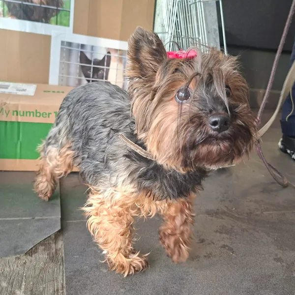 Znaleziono psa, Olsztyn, 31 grudnia 2025 (1/2)