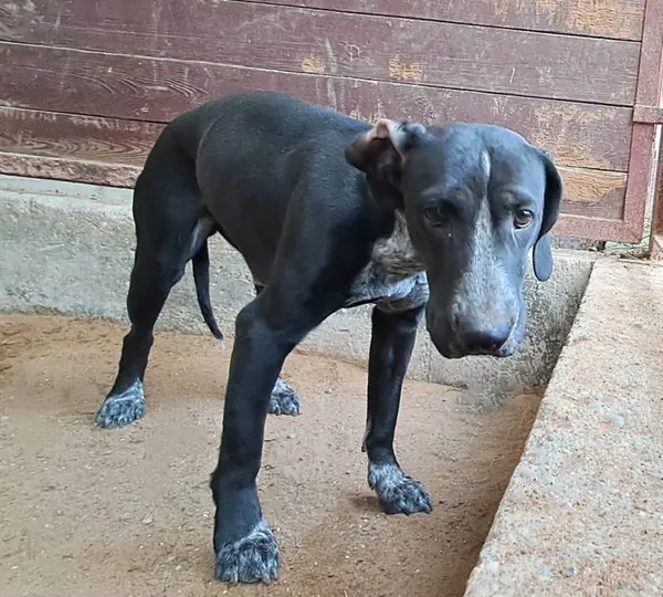 Znaleziono psa, Olsztyn, 21 grudnia 2025