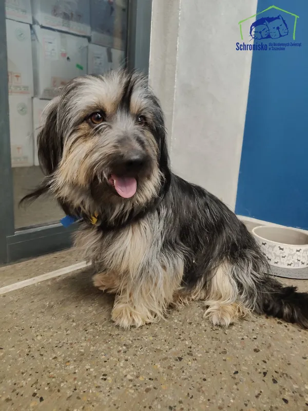 Znaleziono psa, Szczecin, 31 grudnia 2025 (1/3)