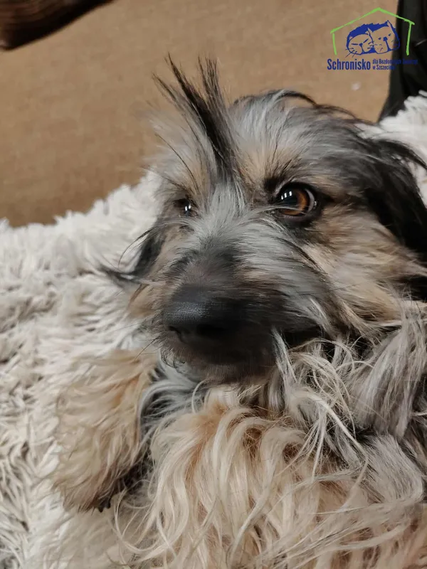 Znaleziono psa, Szczecin, 31 grudnia 2025 (2/3)