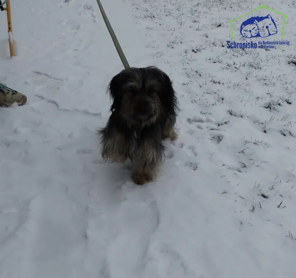 Znaleziono psa, Szczecin, 31 grudnia 2025 (3/3)