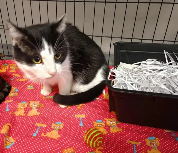 Znaleziono kota, Toruń, 30 grudnia 2025