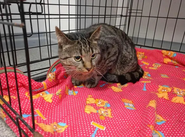 Znaleziono kota, Toruń, 30 grudnia 2025