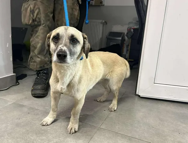 Znaleziono psa, Toruń, 29 grudnia 2025