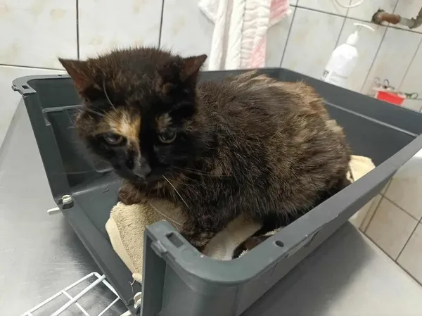 Znaleziono kota, Toruń, 29 grudnia 2025