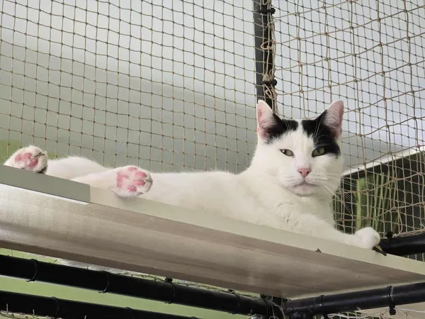 Kot do adopcji, Sosnowiec, 14 sierpnia 2025 (1/4)