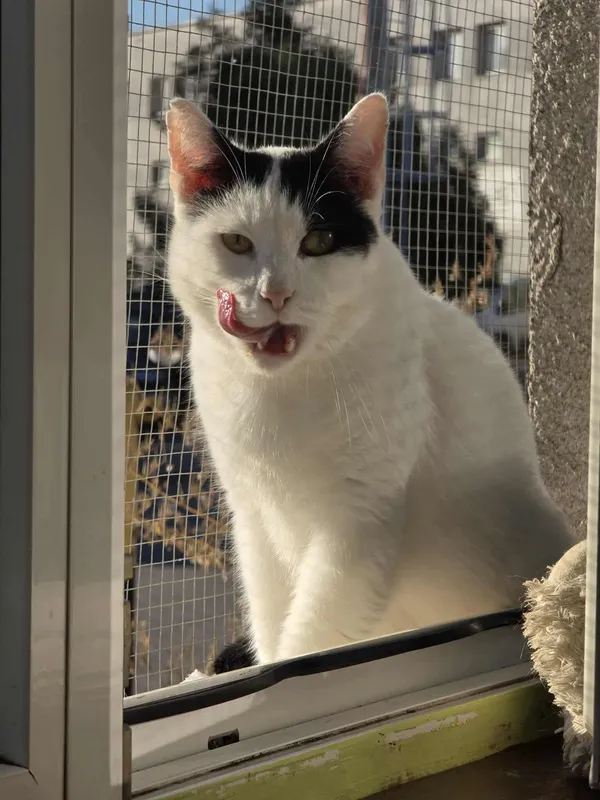 Kot do adopcji, Sosnowiec, 14 sierpnia 2025 (3/4)