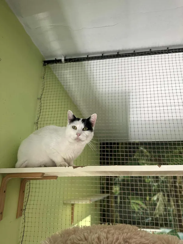 Kot do adopcji, Sosnowiec, 14 sierpnia 2025 (4/4)