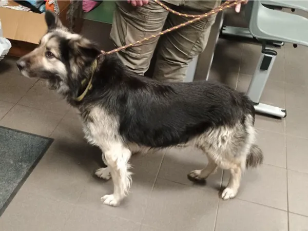 Znaleziono psa, Bydgoszcz, 25 grudnia 2025