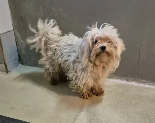 Znaleziono psa, Lublin, 24 grudnia 2025