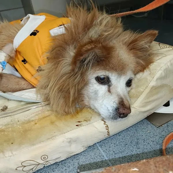 Znaleziono psa, Lublin, 29 grudnia 2025