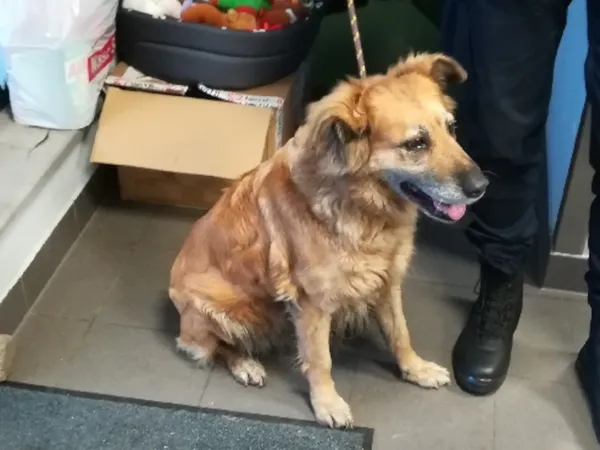 Znaleziono psa, Bydgoszcz, 27 grudnia 2025