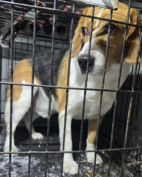 Znaleziono psa, Radom, 31 grudnia 2025