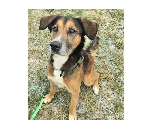 Pies do adopcji, Wrocław, 14 grudnia 2025