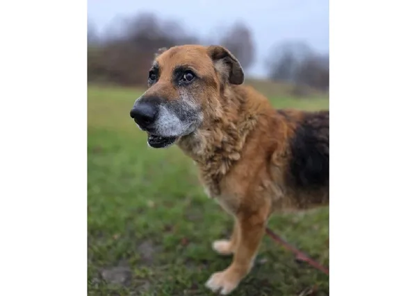 Pies do adopcji, Wrocław, 22 listopada 2025