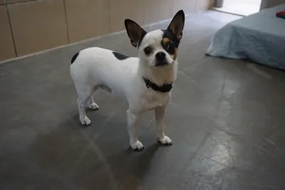 Pies do adopcji, Kraków, 17 grudnia 2025