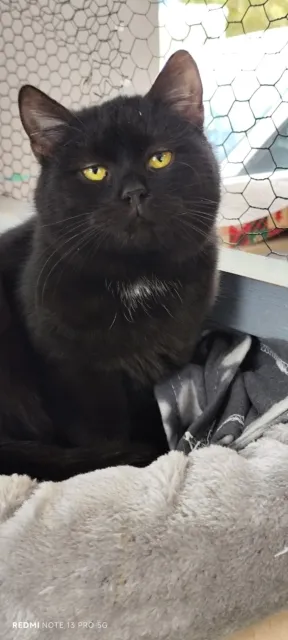 Kot do adopcji, Piła, 18 września 2025 (1/4)