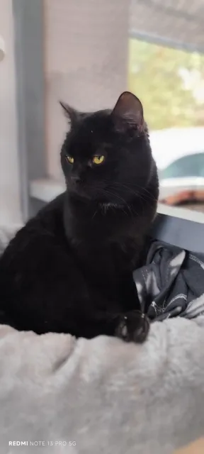 Kot do adopcji, Piła, 18 września 2025 (2/4)