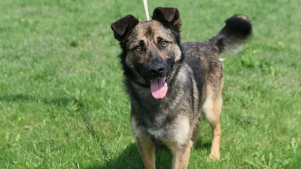 Pies do adopcji, Tatary, 17 września 2017 (1/5)