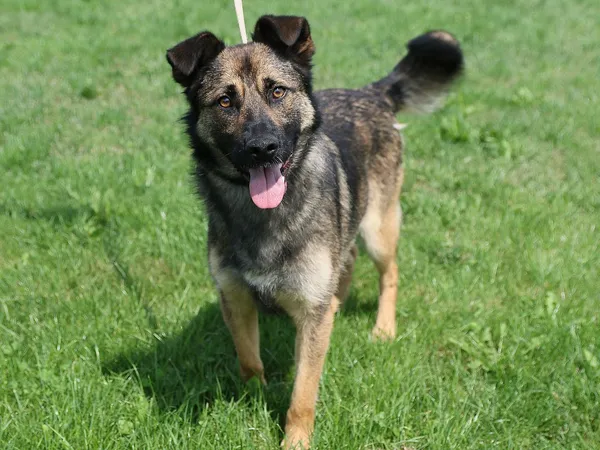 Pies do adopcji, Tatary, 17 września 2017 (3/5)