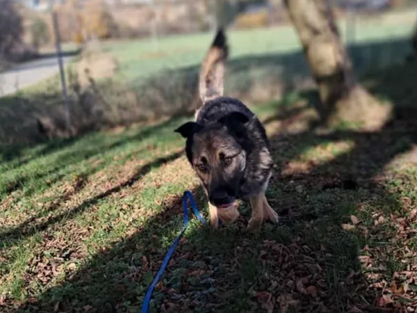 Pies do adopcji, Tatary, 17 września 2017 (4/5)