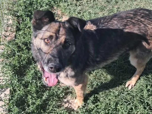 Pies do adopcji, Tatary, 17 września 2017 (5/5)