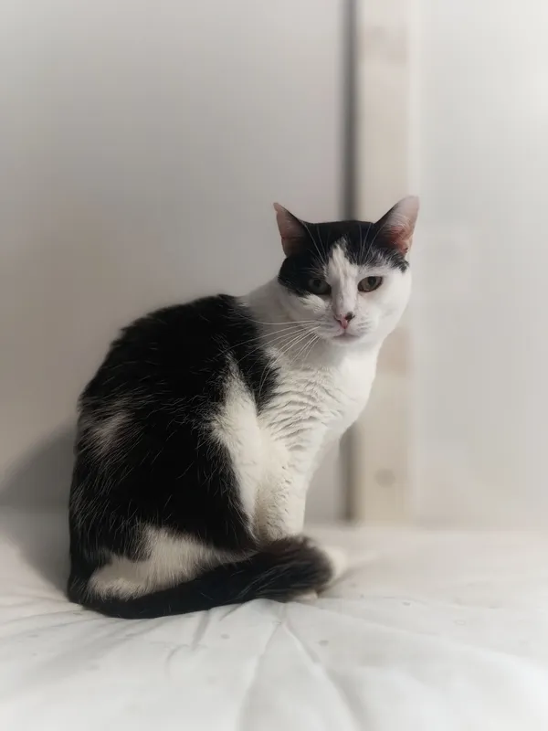 Oddam kota, Elbląg, Bażantarnia, 1 stycznia 2026 (2/3)