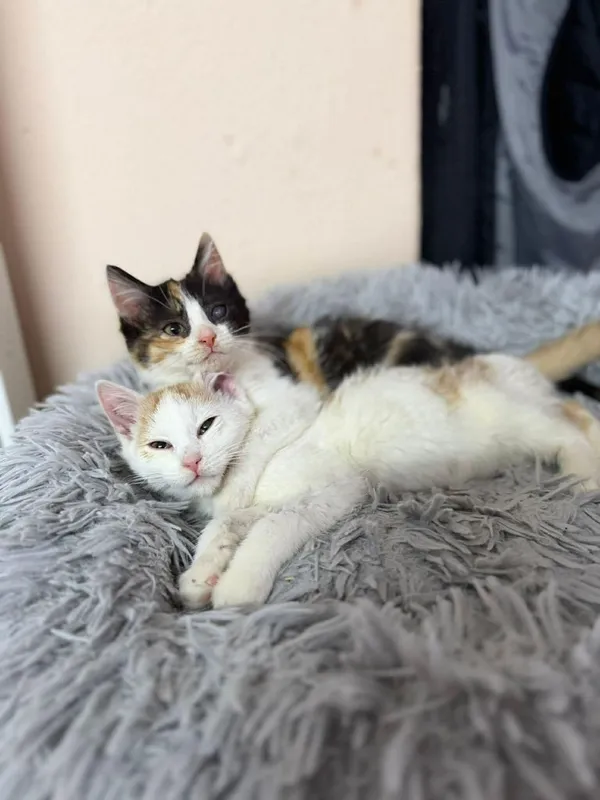 Kot do adopcji, Głowno, 21 grudnia 2025 (1/5)