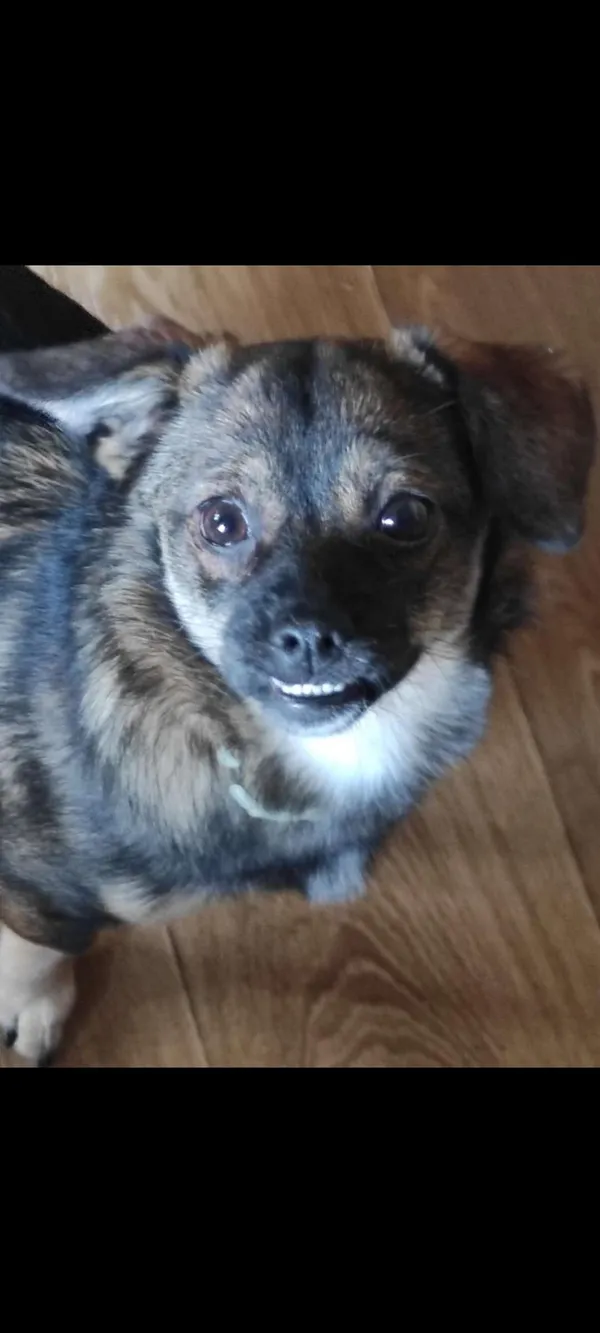 Zaginął pies, Łódź, Rokicie, 1 stycznia 2026 (1/2)