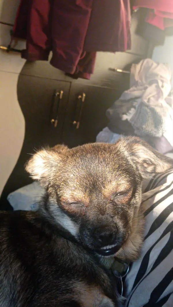 Zaginął pies, Łódź, Rokicie, 1 stycznia 2026 (2/2)