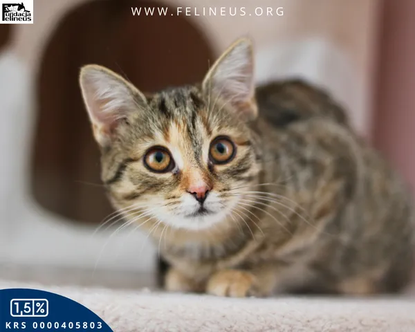 Kot do adopcji, Chmielnik, 1 stycznia 2026 (1/5)