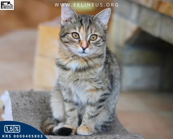 Kot do adopcji, Chmielnik, 1 stycznia 2026 (2/5)