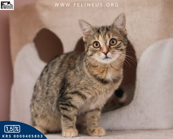 Kot do adopcji, Chmielnik, 1 stycznia 2026 (4/5)