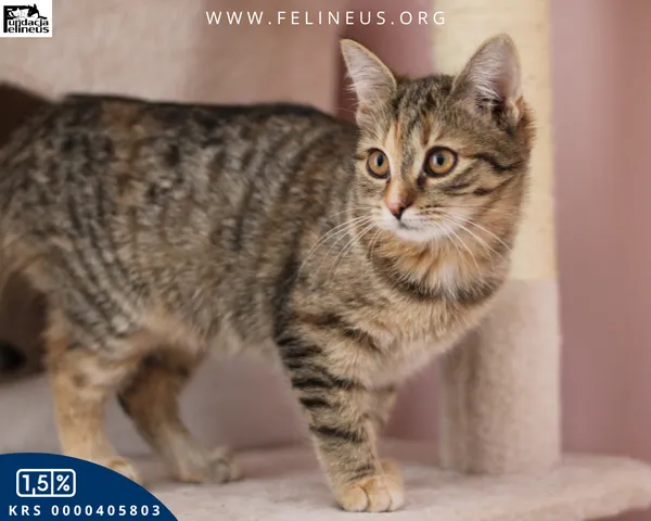 Kot do adopcji, Chmielnik, 1 stycznia 2026 (5/5)
