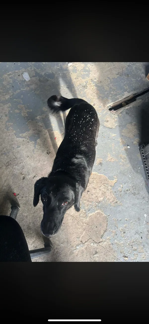 Zaginął pies, Sokola Góra, 1 stycznia 2026 (3/4)