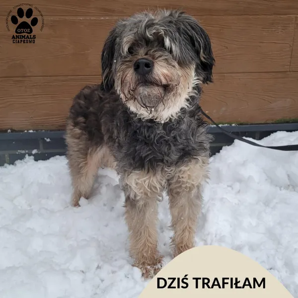 Znaleziono psa, Gdynia, 30 grudnia 2025