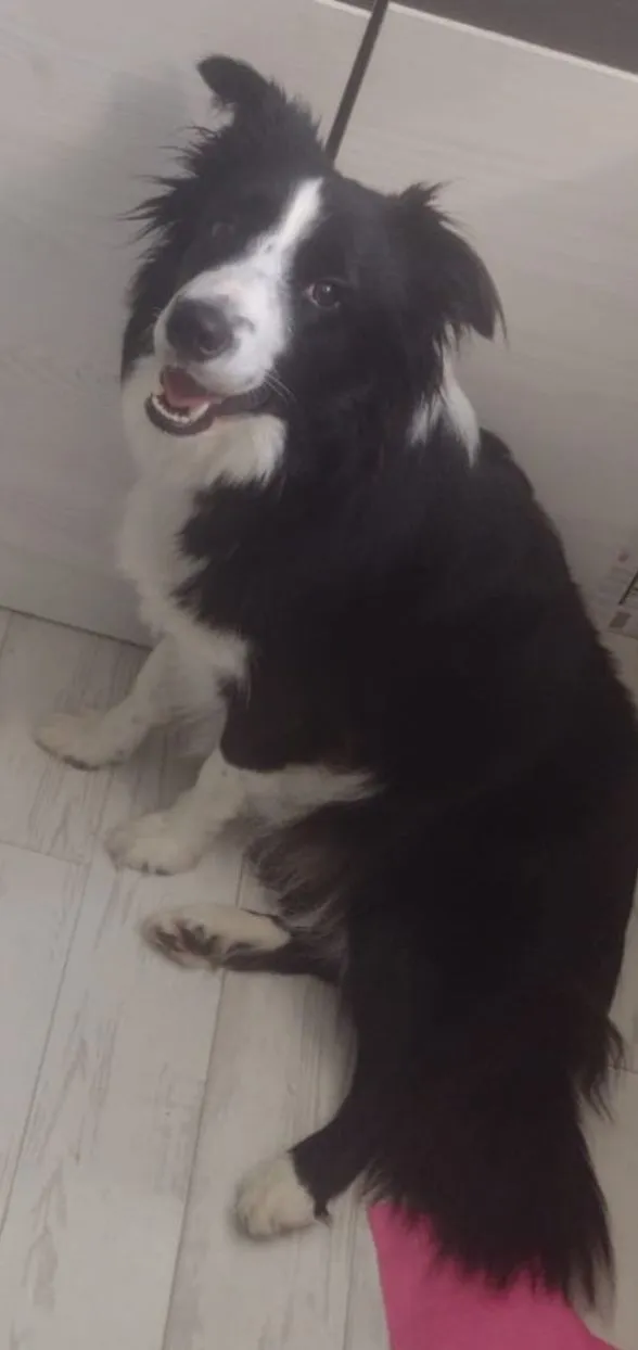 Zaginął pies, Świebodzin, Osiedle Łużyckie, 1 stycznia 2026