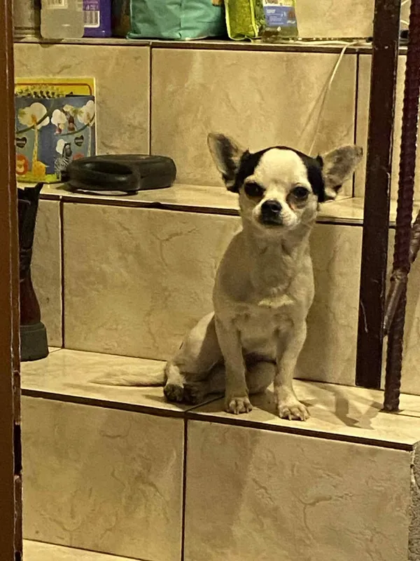 Zaginął pies, Łódź, 2 stycznia 2026