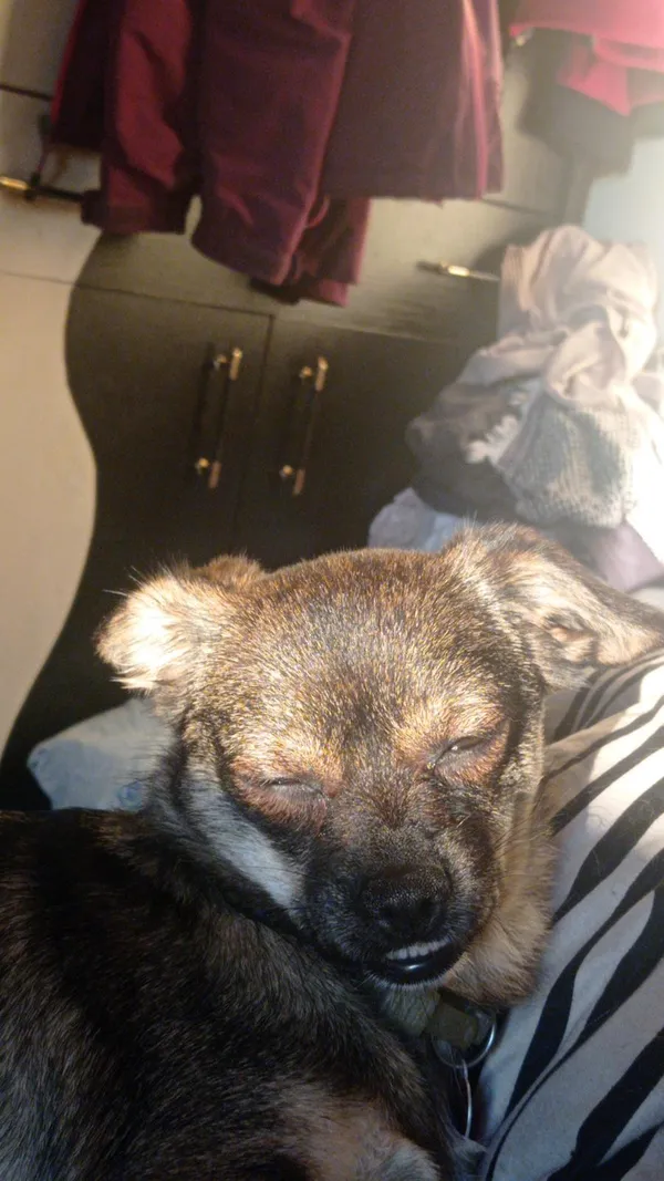 Zaginął pies, Łódź, 31 grudnia 2025