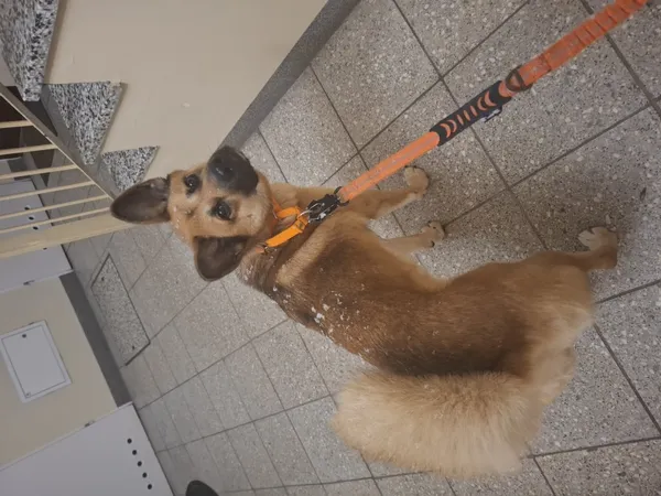 Zaginął pies, Łódź, 31 grudnia 2025