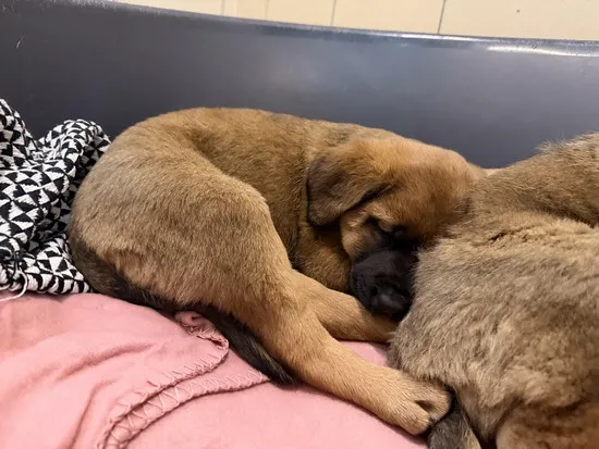 Pies do adopcji, Kraków, 30 grudnia 2025