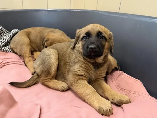 Pies do adopcji, Kraków, 30 grudnia 2025