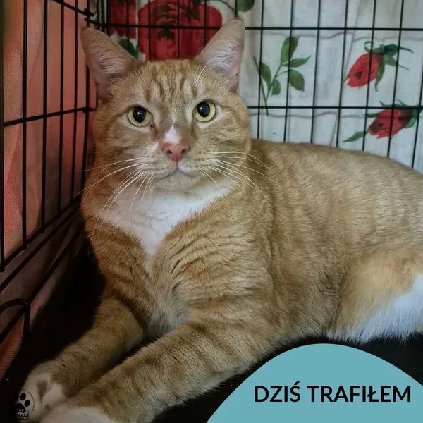 Znaleziono kota, Gdynia, 17 grudnia 2025